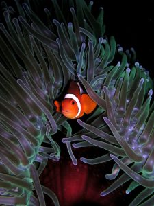 Biota Laut Unik yang Mengajarkan Pentingnya Keseimbangan