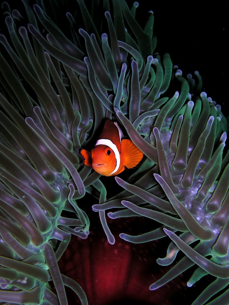 Biota Laut Unik yang Mengajarkan Pentingnya Keseimbangan