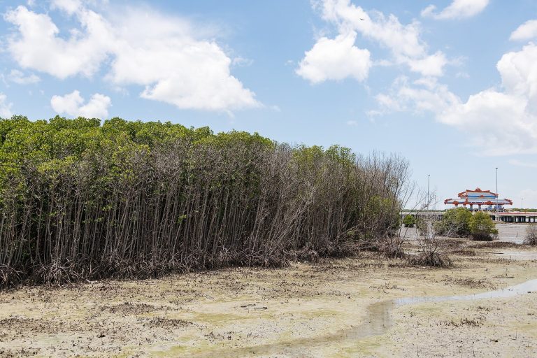 Mangrove, Benteng Hijau yang Sering Terlupakan