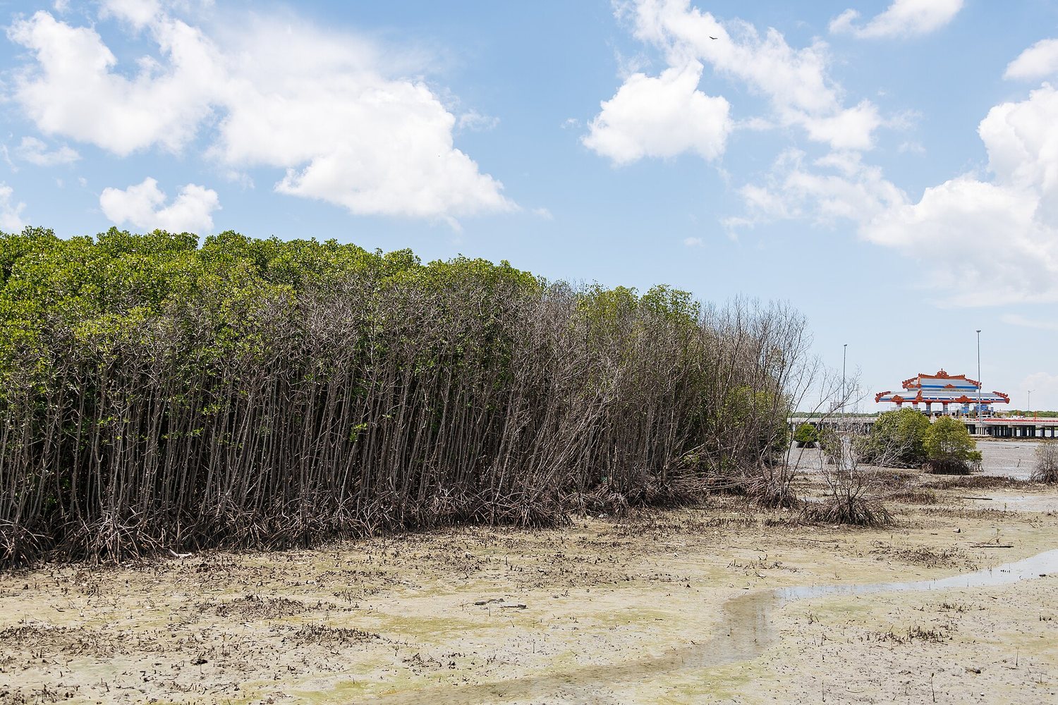 Mangrove, Benteng Hijau yang Sering Terlupakan