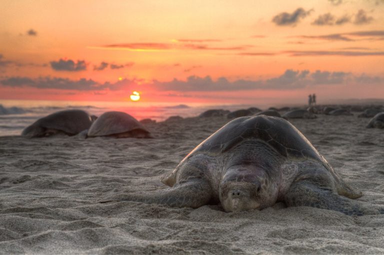 Penyu Laut Membutuhkan Pantai yang Aman untuk Bertelur