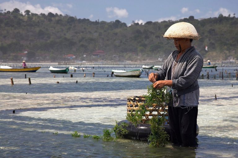 Rumput Laut dan Peluang Usaha Baru di Desa Pesisir