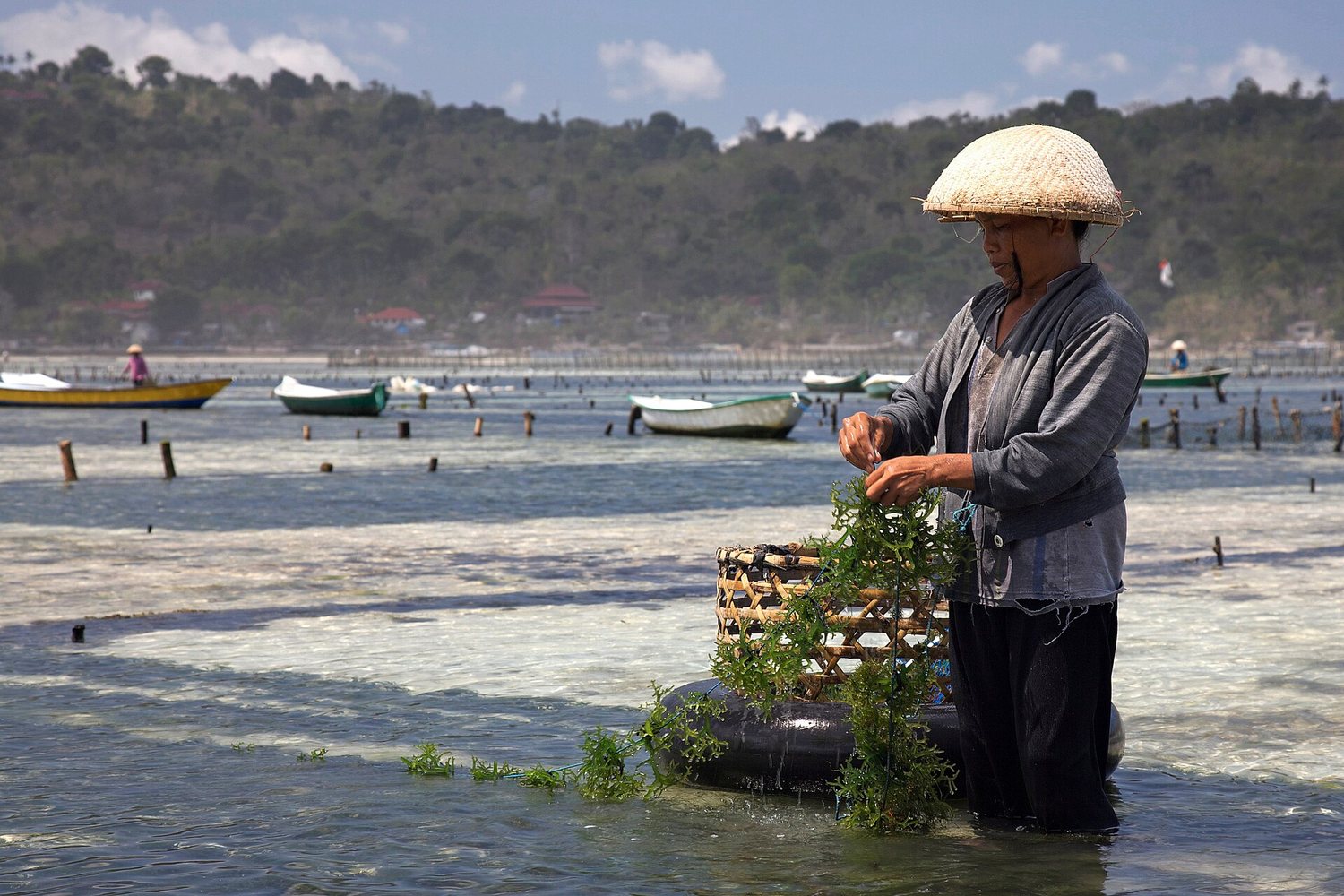 Rumput Laut dan Peluang Usaha Baru di Desa Pesisir